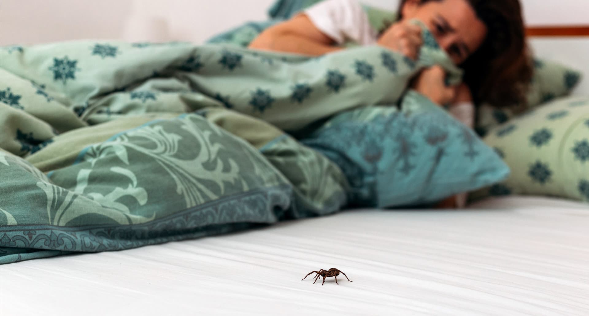 Örümcek Korkusu (Araknofobi) Nedir? Nasıl Geçer?